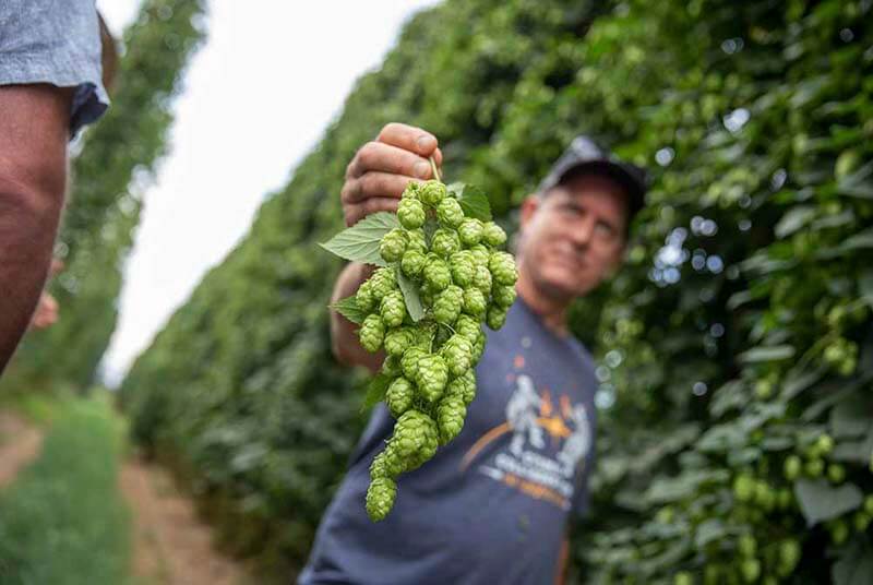 A photo of a brewer holding a bushel of thiol from vines