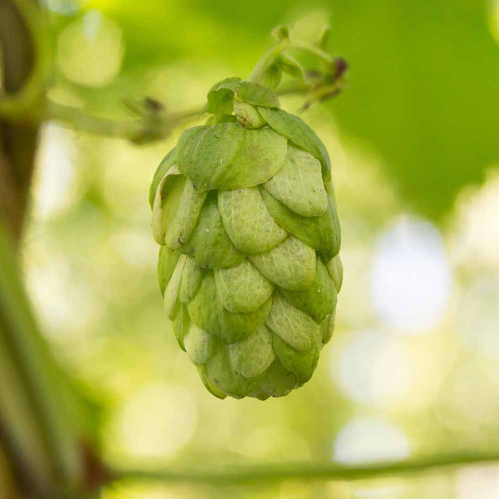 Close up of an East Kent Goldings hop